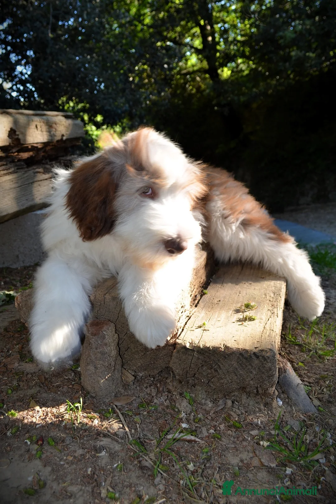 Bearded Collie cani in vendita: Bearded Collie cuccioli  - Annuncio 2