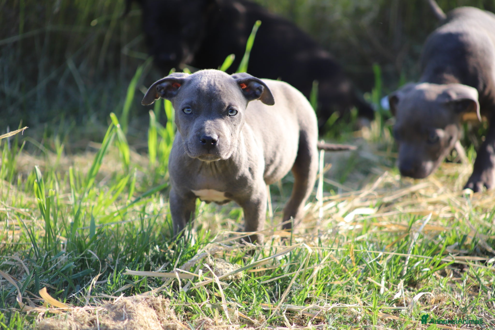 Pitbull cani Cuccioli di Pit Bull con pedigree anche a rate - Annuncio 8
