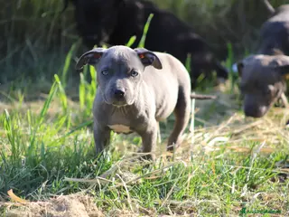 Pitbull cani Cuccioli di Pit Bull con pedigree anche a rate - Annuncio 8