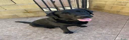 Labrador cani in regalo: Ettore dolcissimo labrador nero - Annuncio 4
