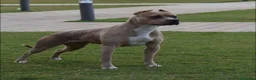 Pitbull cani in vendita: CUCCIOLE DI PITBULL FEMMINE UKC - Annuncio 1