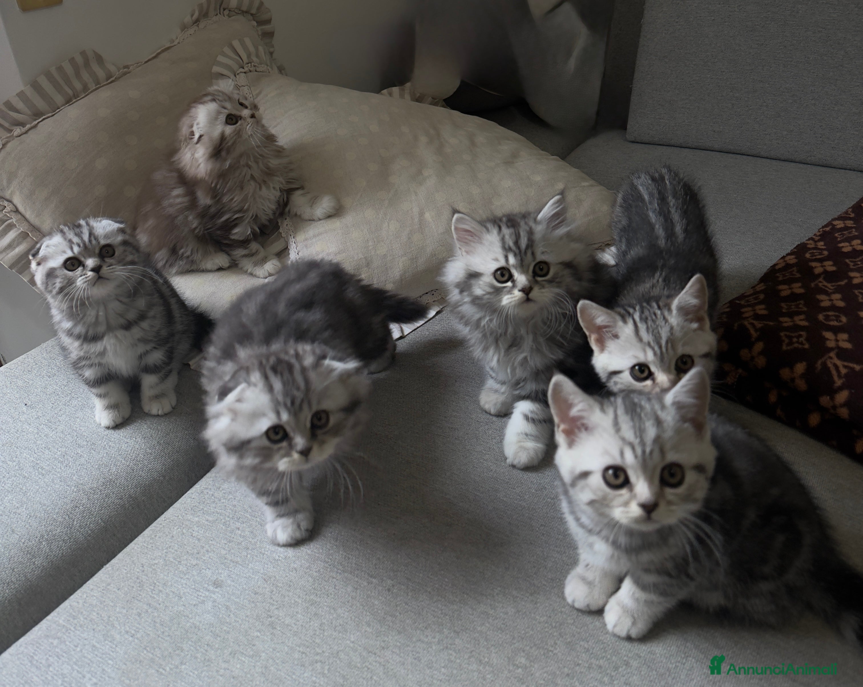 Scottish gatti Scottish Fold/ Straight  - Annuncio 2