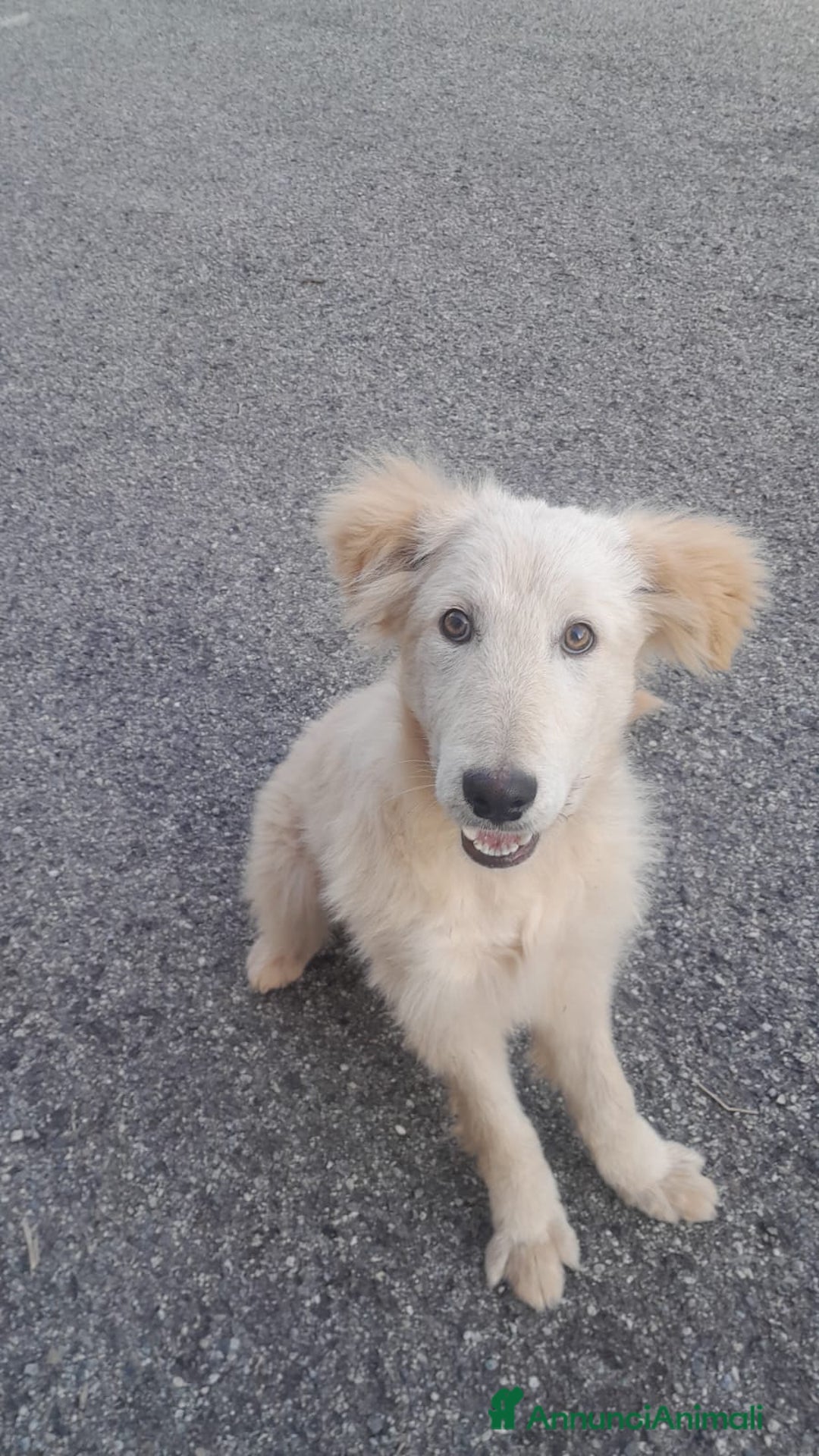 Meticcio cani in regalo: UNA MAMMA PER AKY  - Annuncio 1