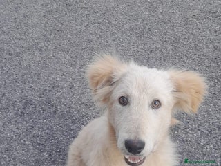 Meticcio cani UNA MAMMA PER AKY - Annuncio 1