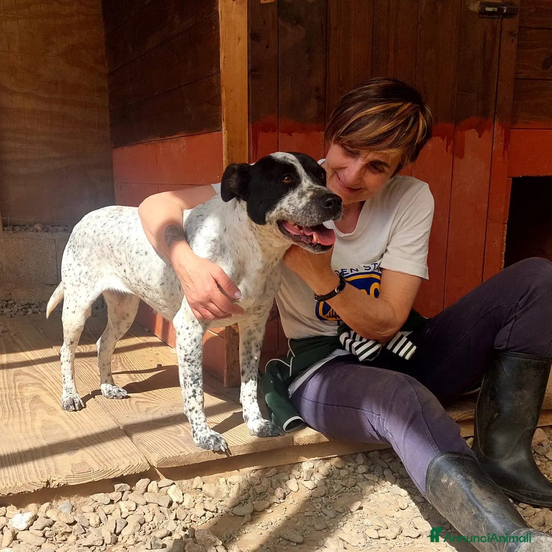 Meticcio cani in regalo: BRIA  cerca il contatto umano - Annuncio 2