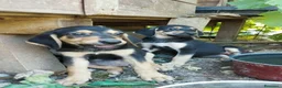 Segugio cani in regalo: Poldo, 3 mesi, taglia media - Annuncio 2
