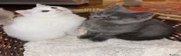 British gatti in vendita: adorabile e meraviglioso gattini  - Annuncio 15