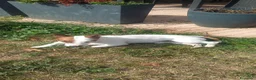 Jack Russell cani per accoppiamento: Jack Russell maschio offresi per monta a Provincia di Monza e della Brianza - Annuncio 5