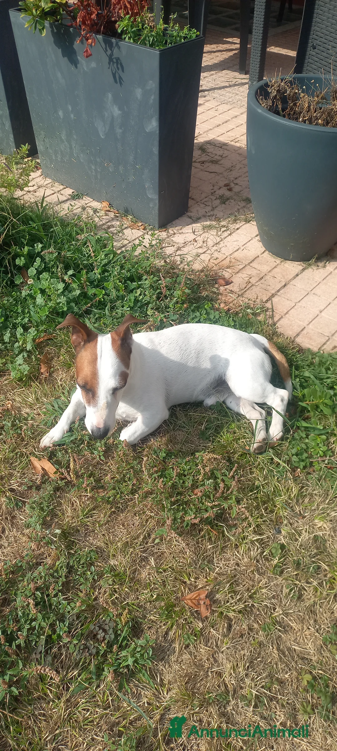 Jack Russell cani per accoppiamento: Jack Russell maschio offresi per monta a Provincia di Monza e della Brianza - Annuncio 5