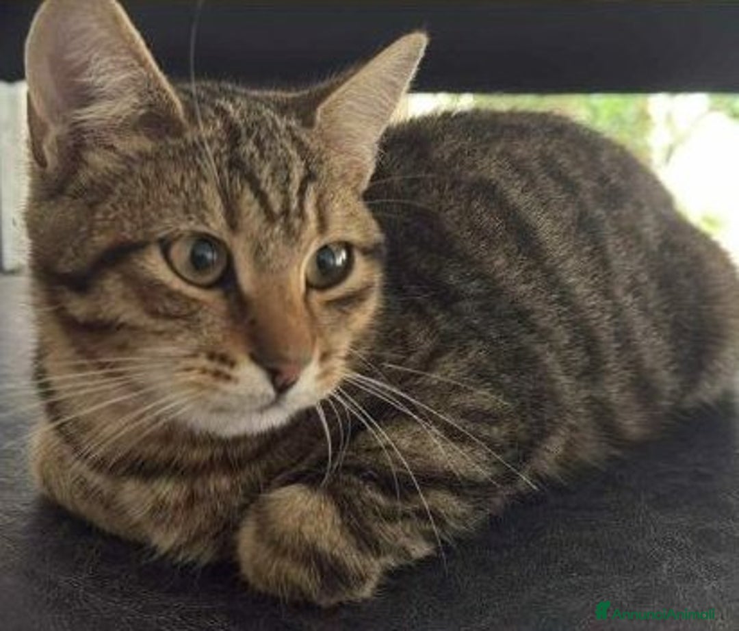 Europeo gatti in regalo: JIMMY, dolce micino in adozione! - Annuncio 3