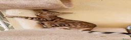 Bengala gatti in vendita: Splendida gattina Bengala  - Annuncio 4