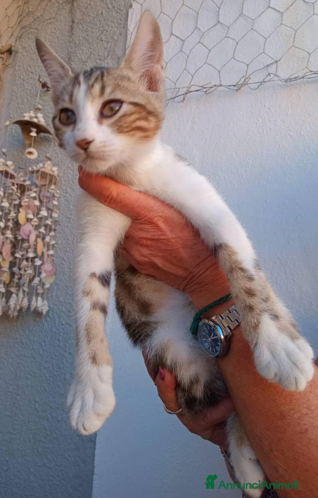 Meticcio gatti in regalo: Due gattini invisibili - Annuncio 3
