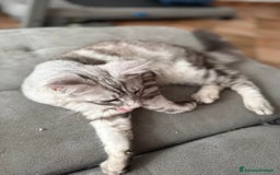 Maine Coon gatti in vendita: Dolcissimo cucciolo di Maine coon disponibile  a Città metropolitana di Roma Capitale - Immagine 2