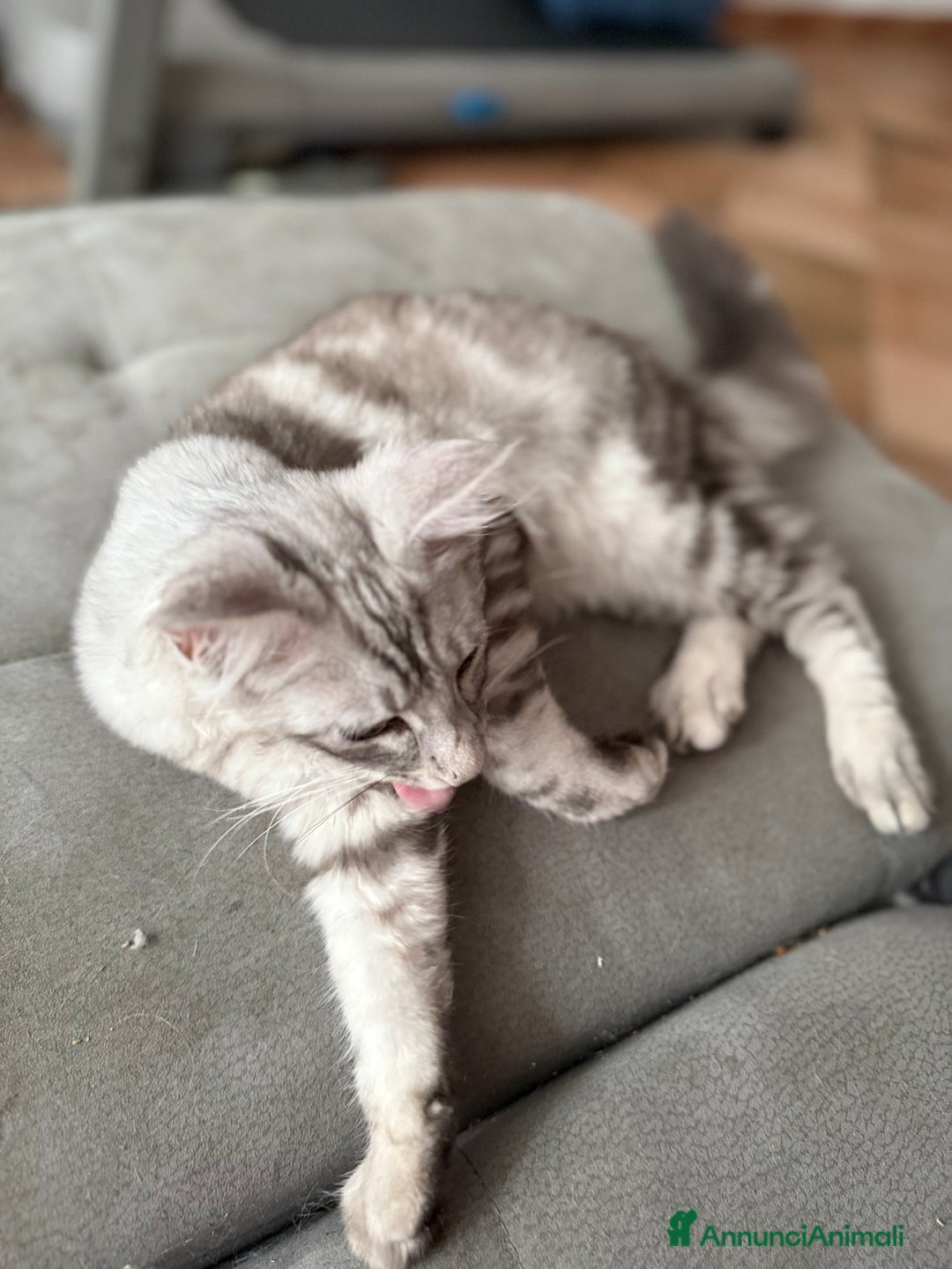 Maine Coon gatti in vendita: Dolcissimo cucciolo di Maine coon disponibile  a Città metropolitana di Roma Capitale - Immagine 2