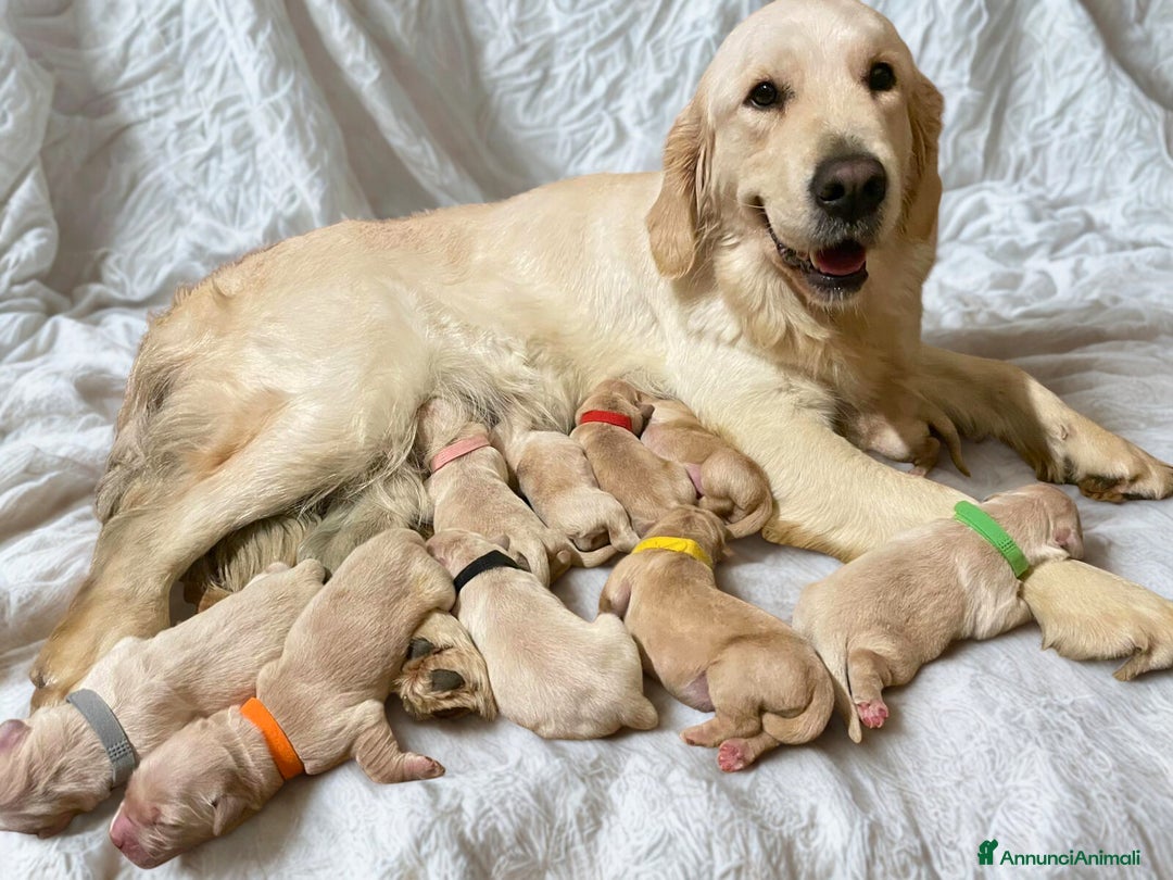 Golden Retriever cani in vendita: GOLDEN RETRIEVER-GENITORI CERTIFICATI SELEZIONATI  - Annuncio 2