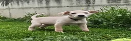 Pastore Svizzero cani in vendita: Cuccioli di pastore svizzero bianco a pelo corto - Annuncio 3