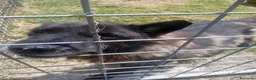 Meticcio cani in regalo: Gioacchino, adozione del cuore - Annuncio 3