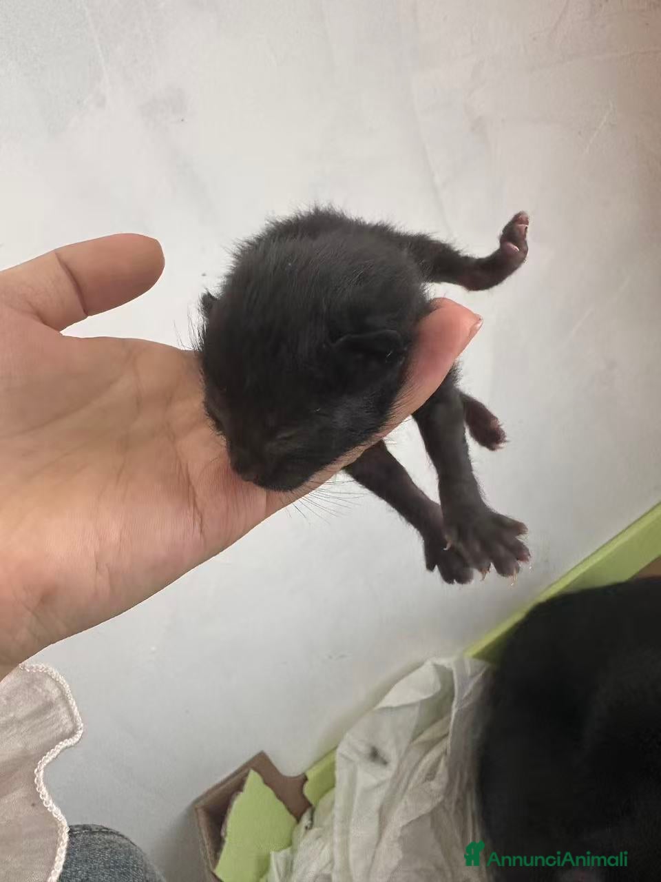 Meticcio gatti Gattino nero  - Annuncio 26