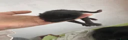 Meticcio gatti in regalo: Gattino nero  a Provincia di Padova - Annuncio 1