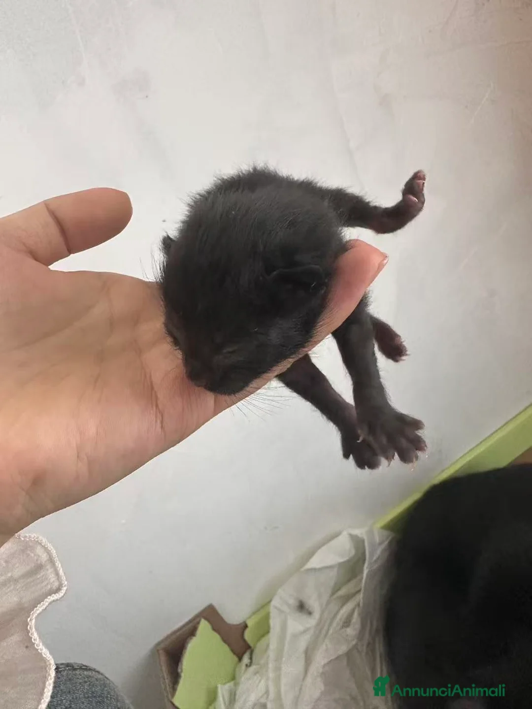 Meticcio gatti in regalo: Gattino nero  a Provincia di Padova - Annuncio 1