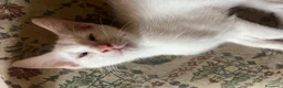 Altre razze gatti in regalo: Gattini in regalo  a Provincia di Verona - Annuncio 3
