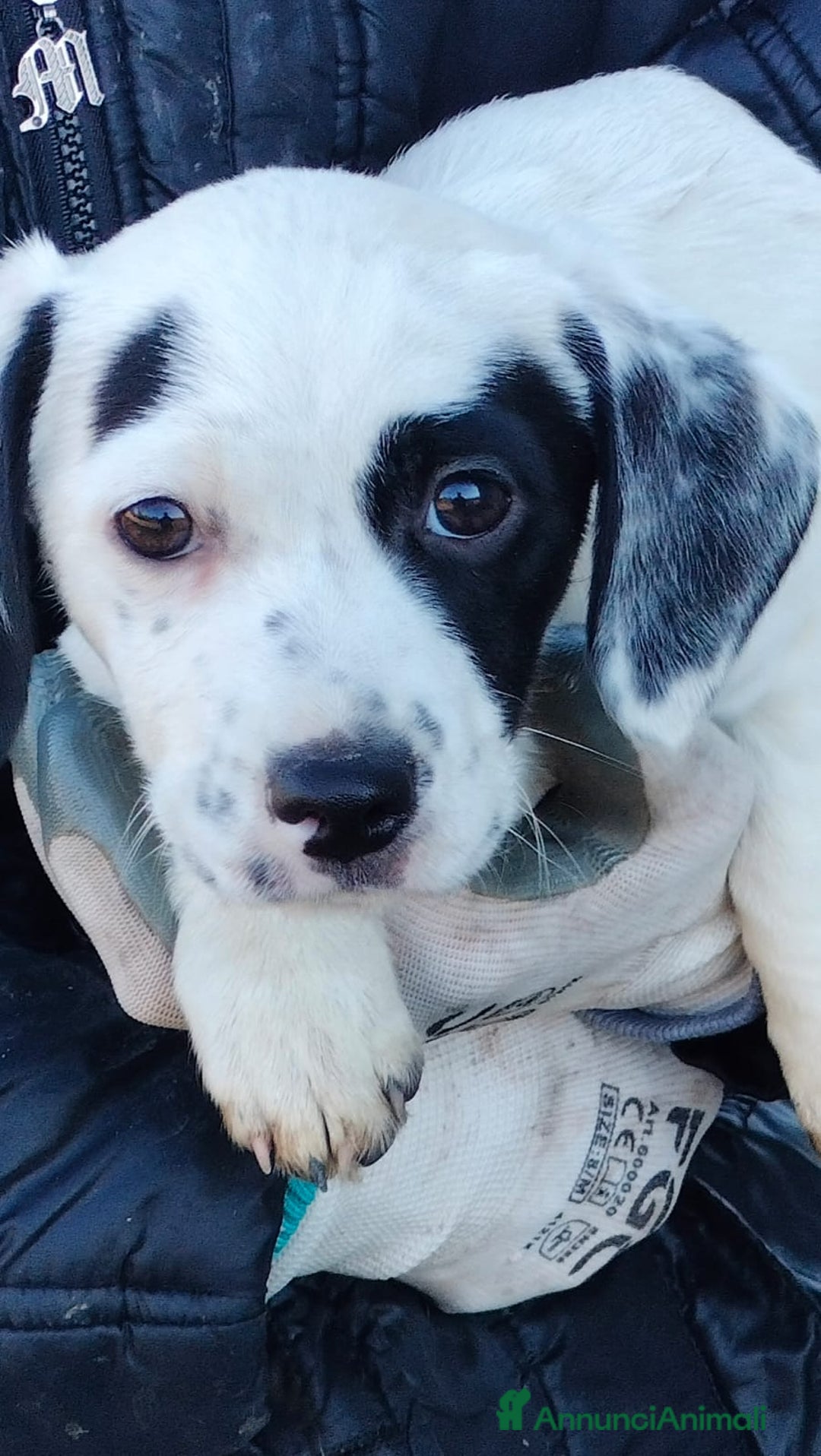 Meticcio cani in regalo: ALISIA - Annuncio 5