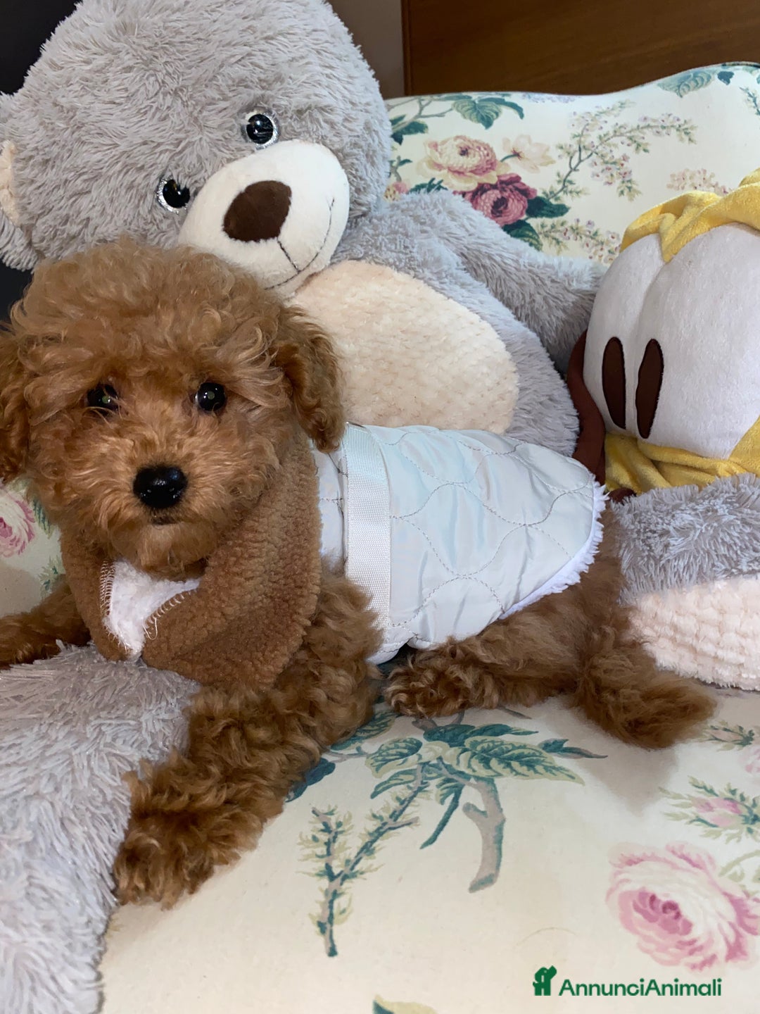 Barboncino Toy cani in vendita: cucciolo barboncino toy - Annuncio 2