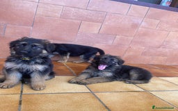Pastore Tedesco cani in vendita: Cuccioli di pastore tedesco a Provincia di Brindisi - Immagine 9