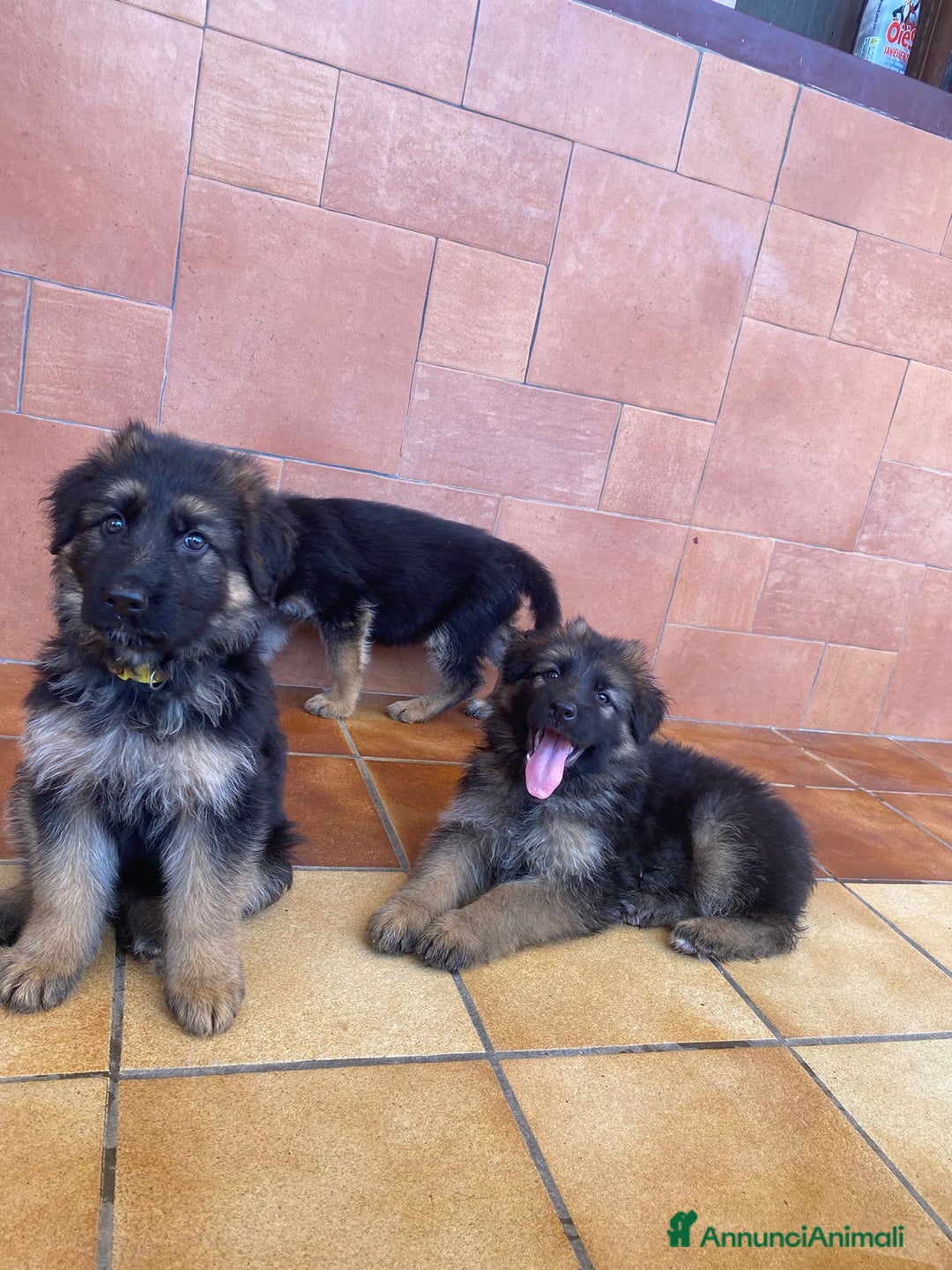 Pastore Tedesco cani in vendita: Cuccioli di pastore tedesco a Provincia di Brindisi - Immagine 9