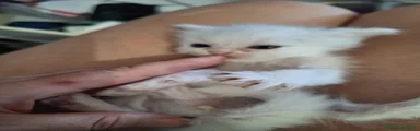 Persiano 1