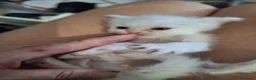 Persiano gatti in vendita: Persiani chincilla - Annuncio 2