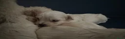 Maltipoo cani in vendita: Cuccioli Maltipoo  - Annuncio 2
