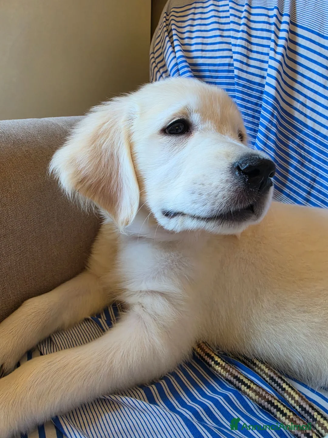Golden Retriever cani in vendita: Golden retriever inglese - Annuncio 9