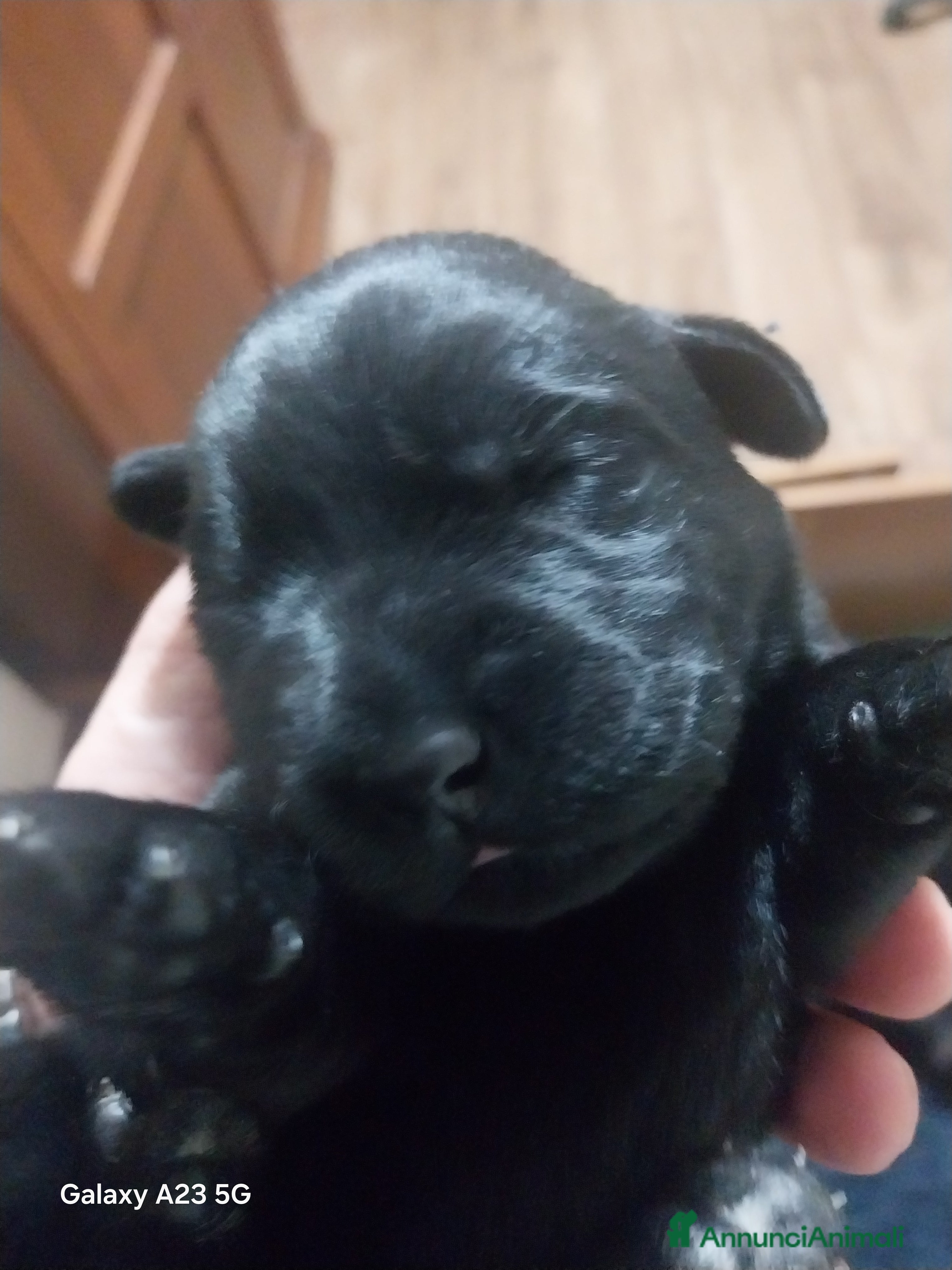 Labrador cani Labrador - Annuncio 1