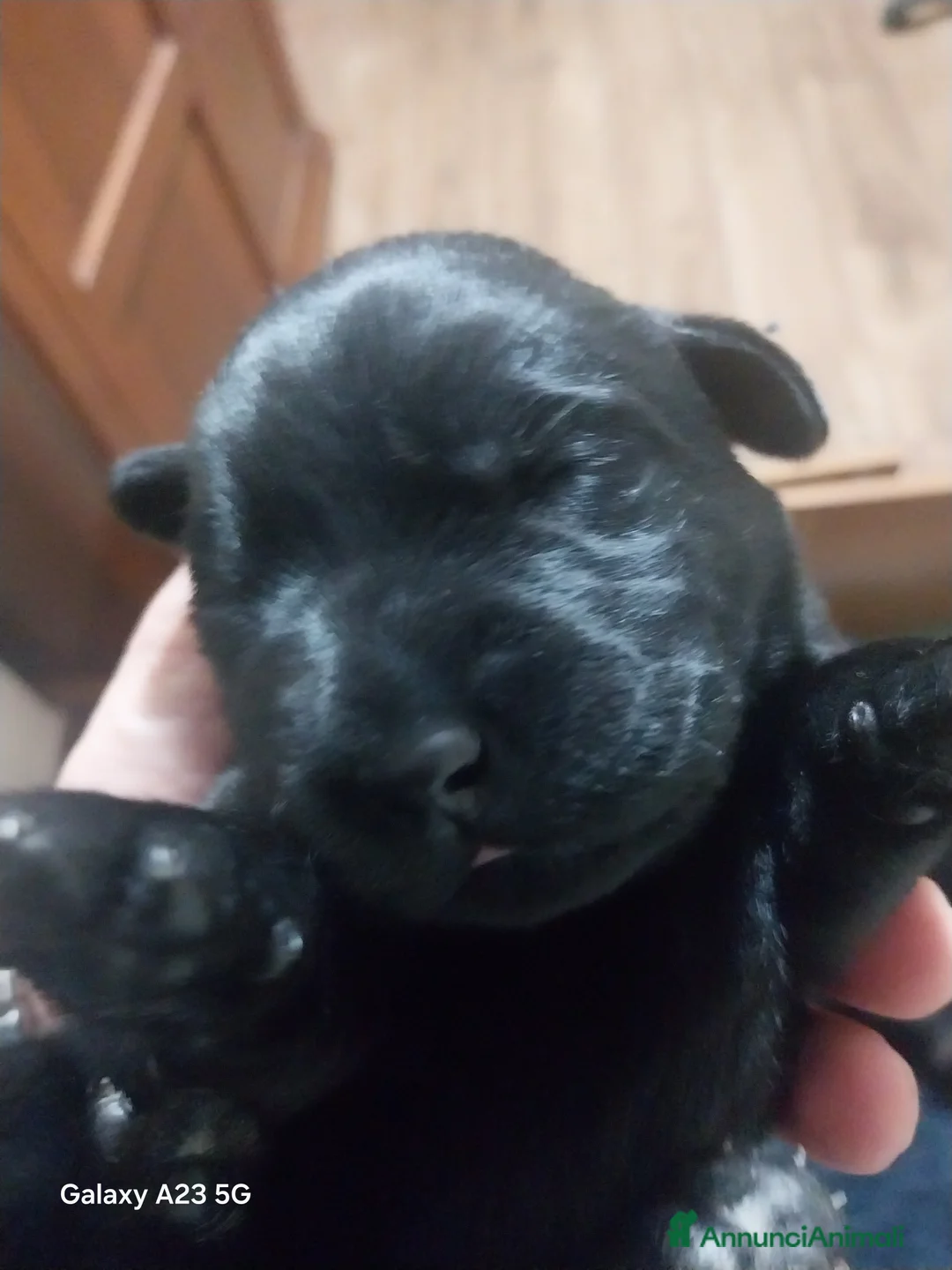 Labrador cani in vendita: Labrador - Annuncio 1