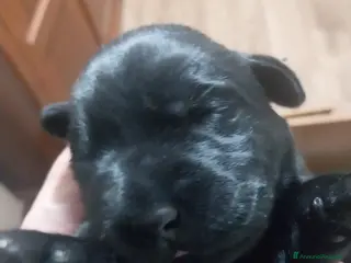 Labrador cani Labrador - Annuncio 1