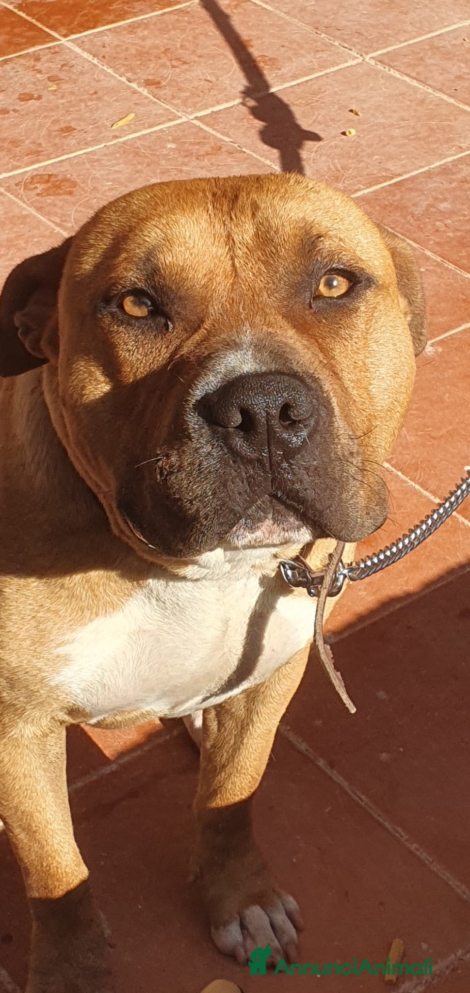 Pitbull cani Tyson il cagnolone che ama i bimbi  - Annuncio 20