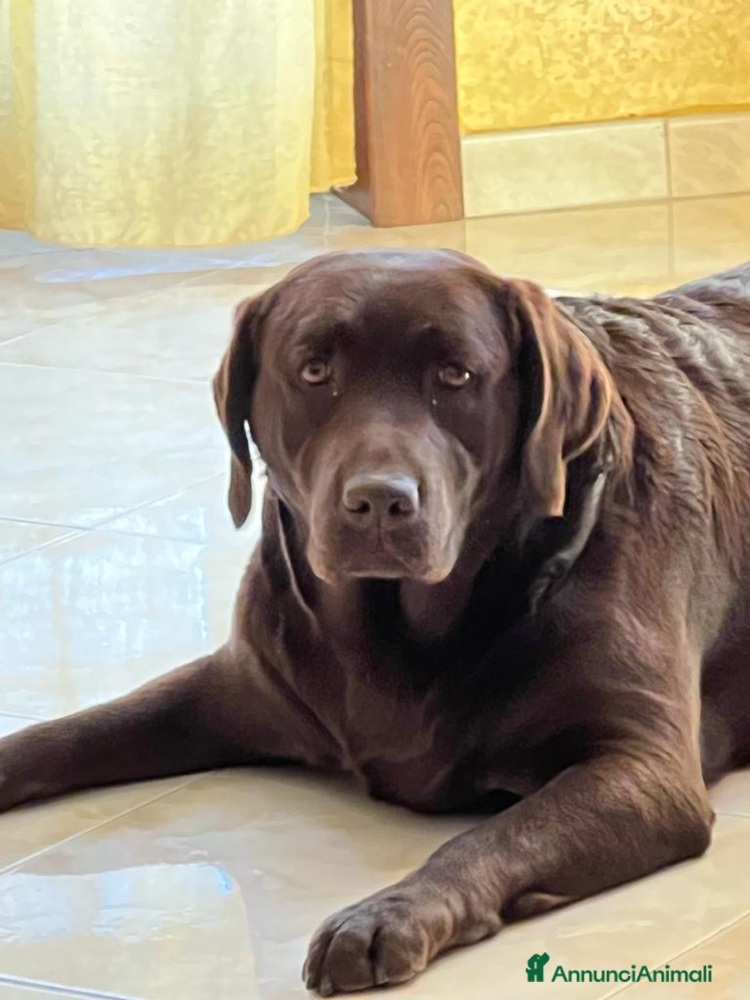Labrador cani in vendita: Labrador cioccolato cucciolo a Provincia di Pordenone - Immagine 5