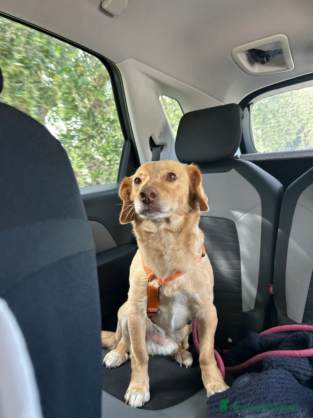 Immagine della galleria {{count}}