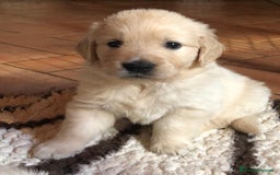Golden Retriever cani in vendita: Cuccioli di golden retriever - Immagine 2