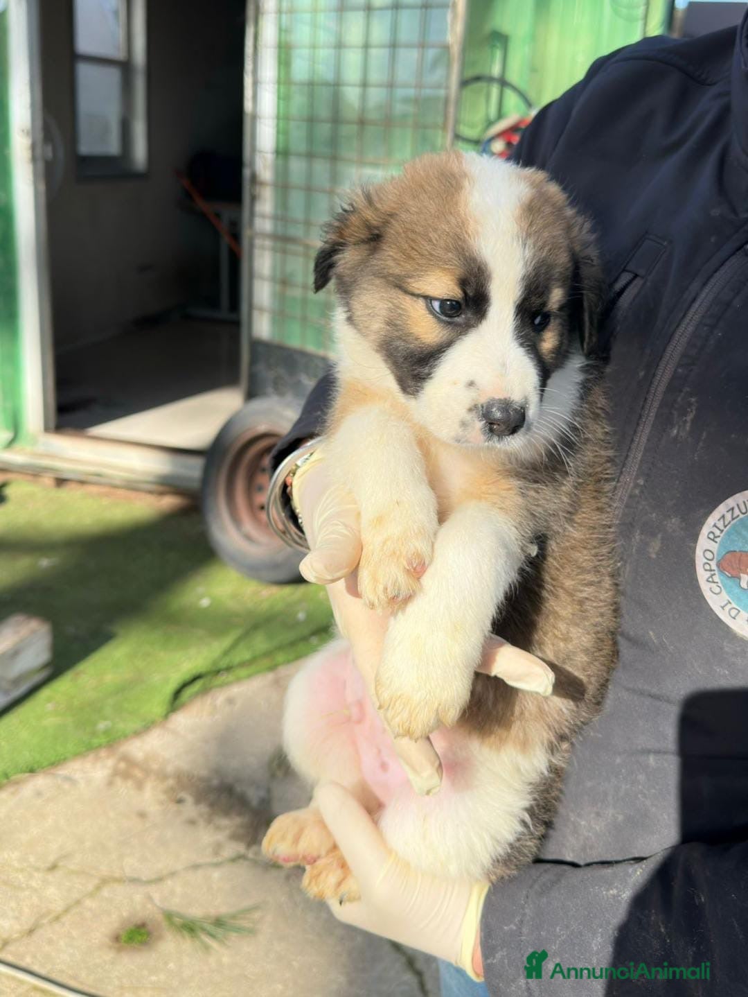 Meticcio cani NOCE💙-cucciolo futura taglia media cerca casa 🏡  - Annuncio 2