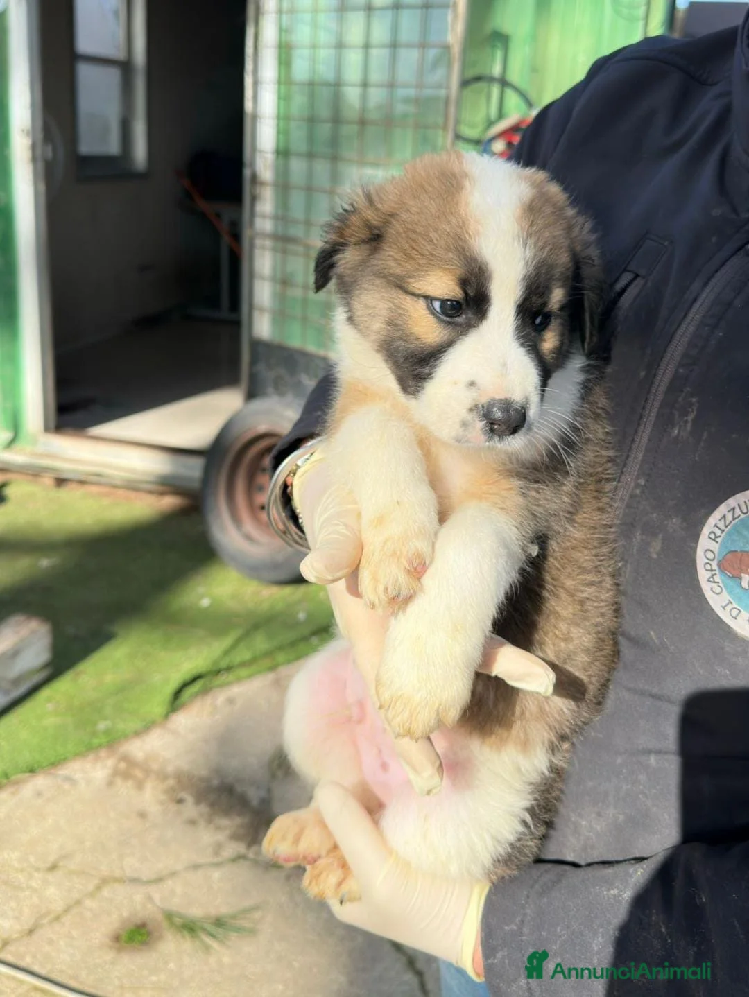 Meticcio cani in regalo: NOCE💙-cucciolo futura taglia media cerca casa 🏡  - Annuncio 2