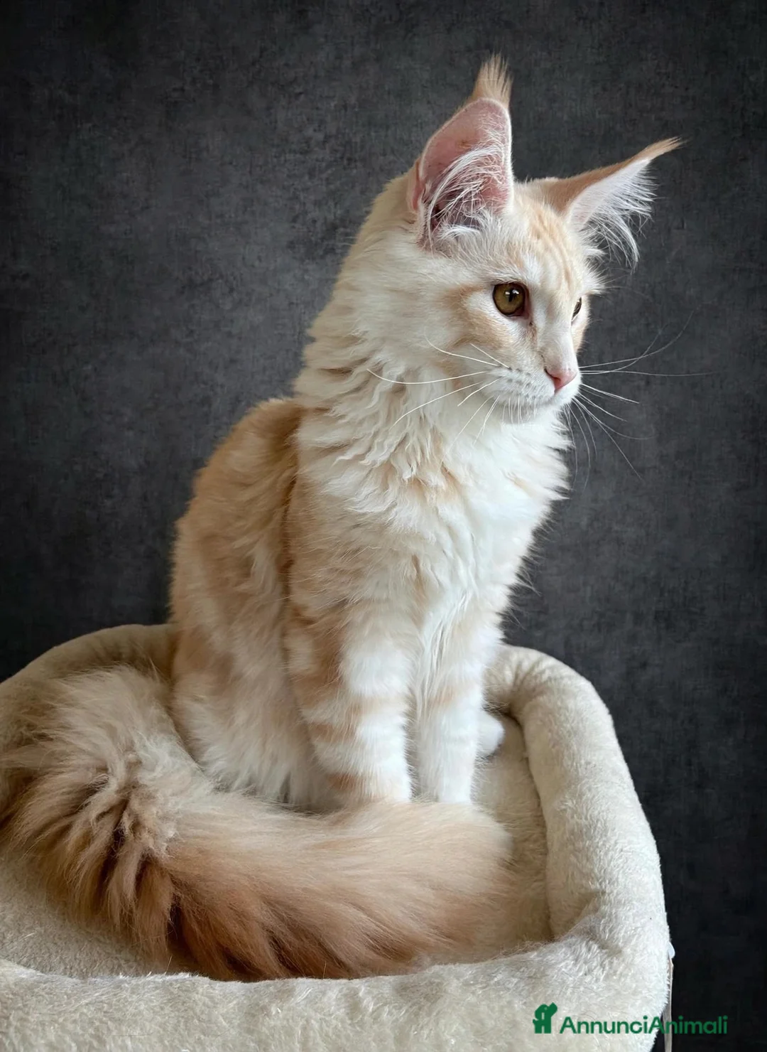 Maine Coon gatti in vendita: Maine Coon  - Annuncio 2