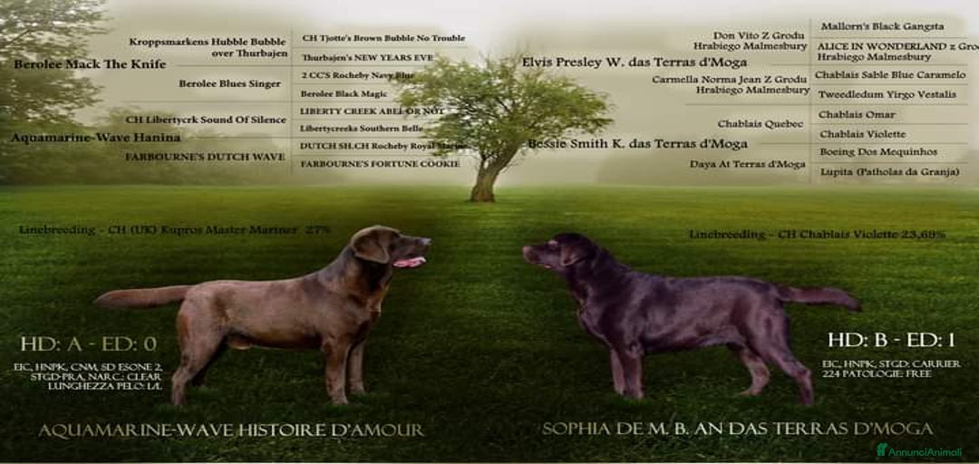 Immagine della galleria {{count}}