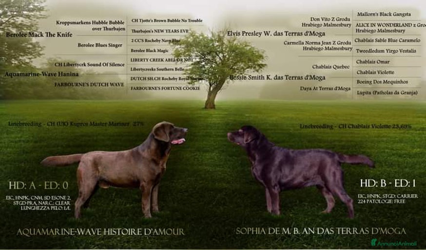 Immagine della galleria {{count}}