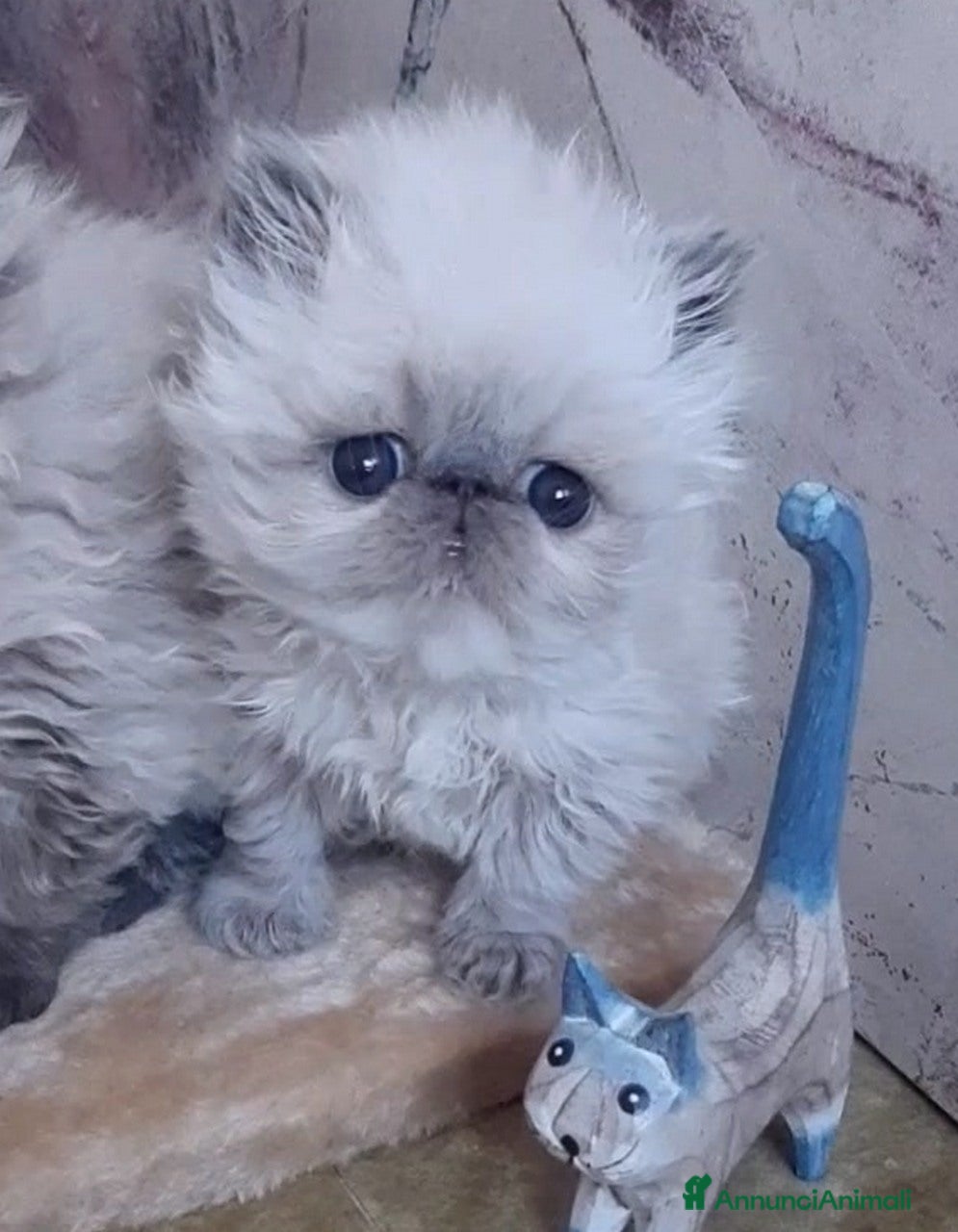 Persiano gatti Disponibili cuccioli persiani altissima genealogia - Annuncio 2