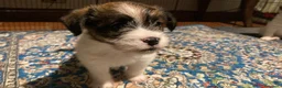 Jack Russell cani in vendita: Cucciolo maschio JACK RUSSELL TERRIER pelo ruvido - Annuncio 5