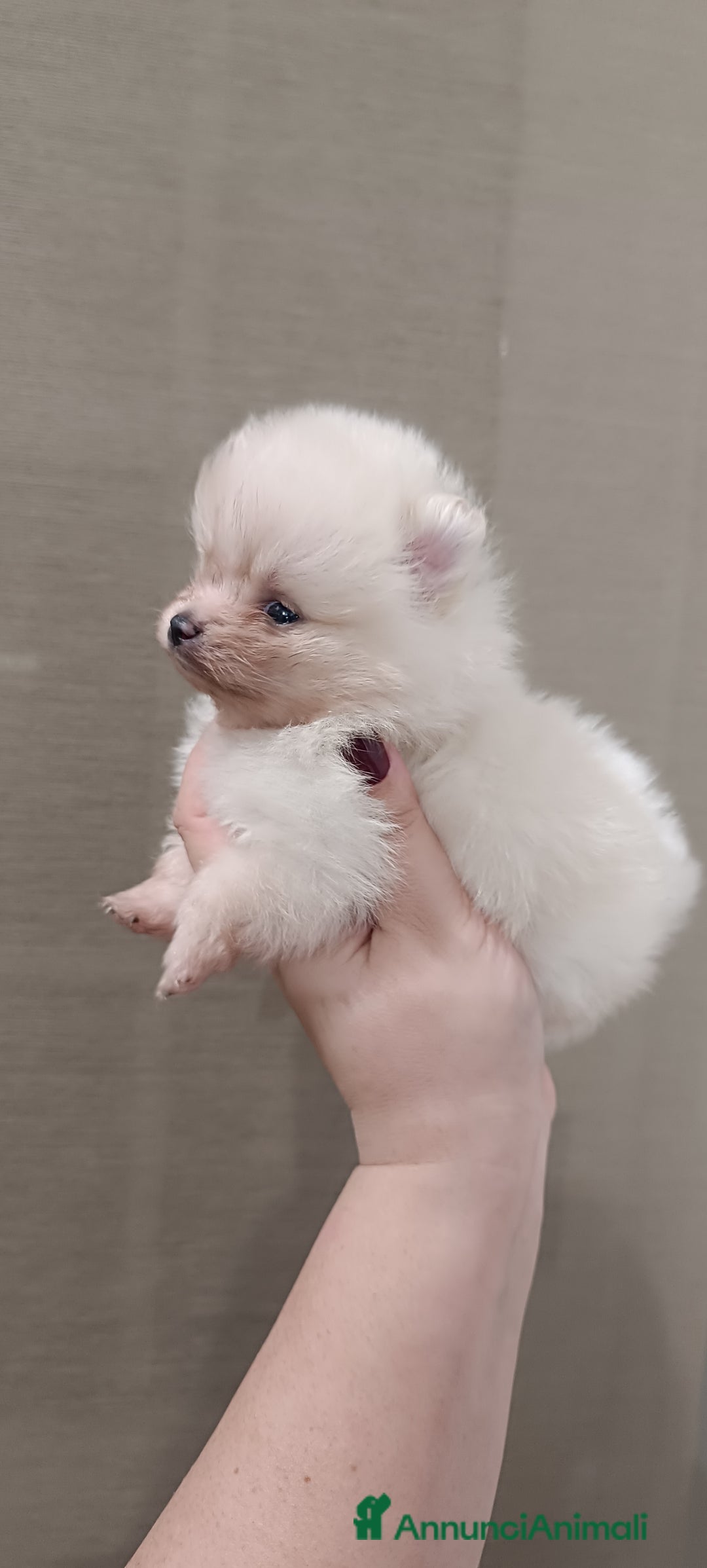 Volpino Pomerania cani in vendita: Cuccioli di Pomerania con pedigree ENCI  - Annuncio 3