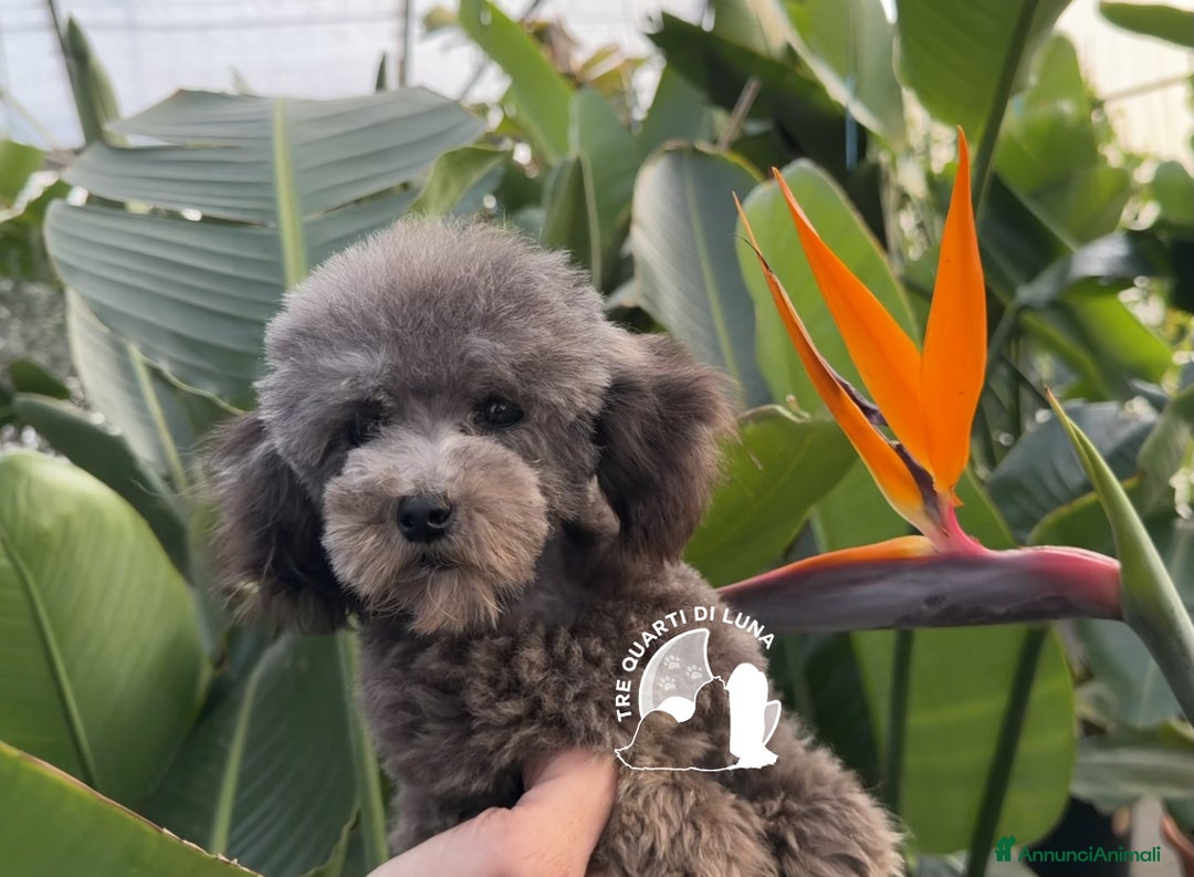 Barboncino Toy cani in vendita: Barboncino Cucciolo TREQUARTIDILUNA  - Annuncio 4