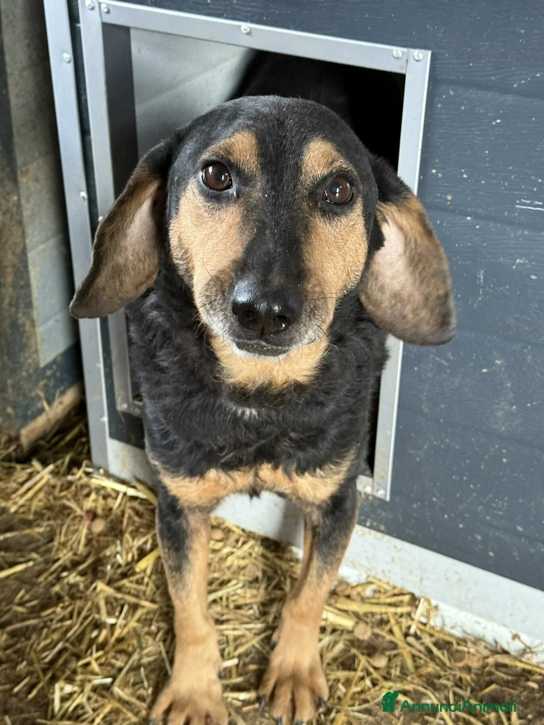 Meticcio cani in regalo: PACO, il cagnolino che sorride. - Annuncio 4